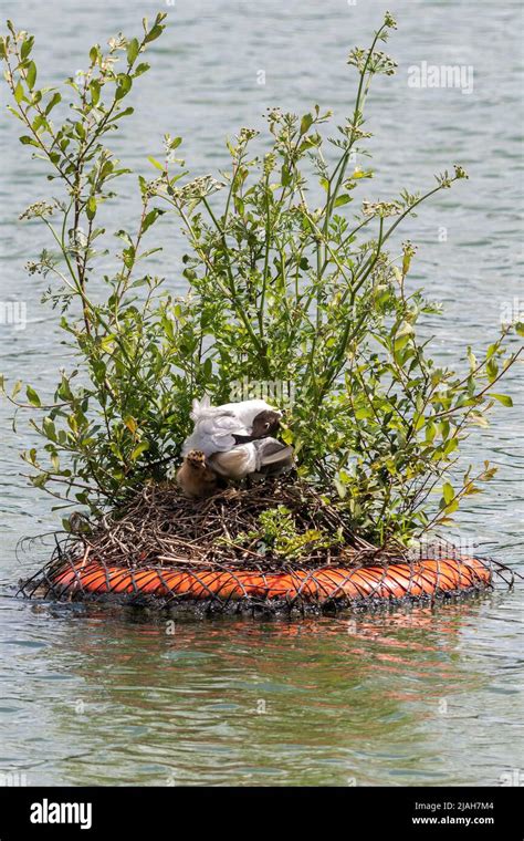 Black Headed Gull Chroicocephalus Ridibundus Nest On A Small Island