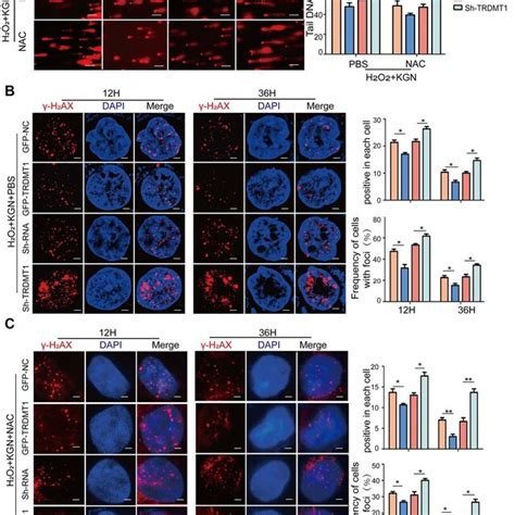 Trdmt Mediates Gcs Oxidative Dna Damage Repair A The Dna Damage Of