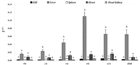 Comparison Of Hsp60 Mrna Expression Levels In Different Tissues At