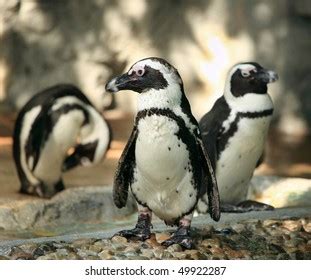 Penguins Group Aquatic Flightless Birds Living Stock Photo 49922287 ...