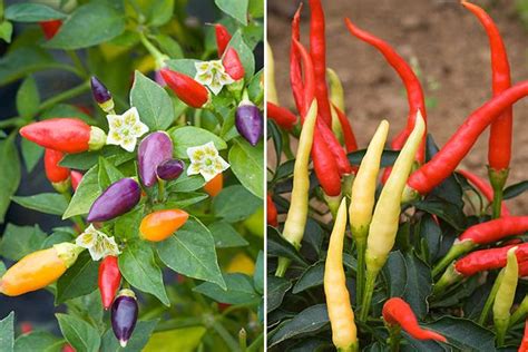 How To Care For Chilli Plants Uk - How To Care Info