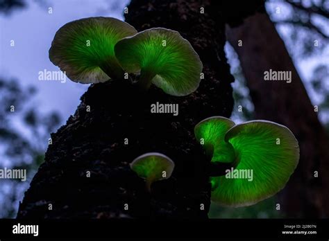 The Ghost Mushroom Omphalotus Nidiformis Is A Bioluminescent Fungus