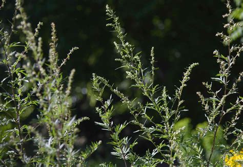 Mugwort A Medicinal And Magical Weed Random Times