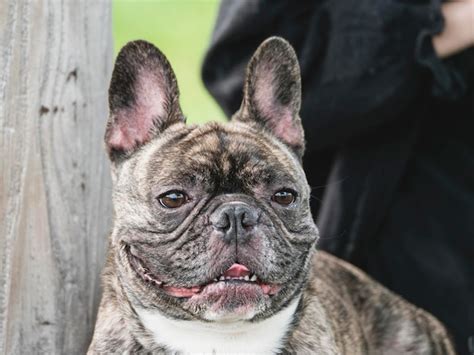 What Is Brindle French Bulldog