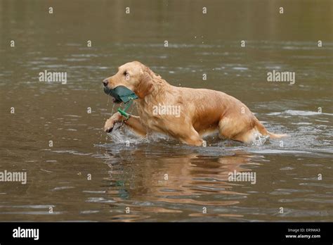 playing Golden Retriever Stock Photo - Alamy