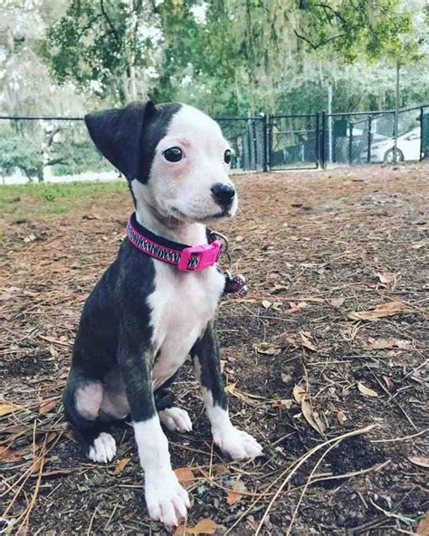 a small black and white dog sitting on top of a dirt field with trees ...