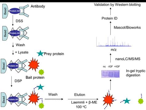 Co Immunoprecipitation Co IP MS Interactive Experiments Optimization