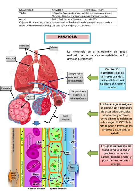 Infografia De Hematosis Pulmonar Clasificacion Y Funciones Principales