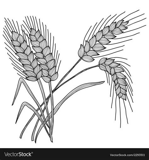 Раскраска Колоски Для Детей +70 фото и картинок, распечатать бесплатно.
