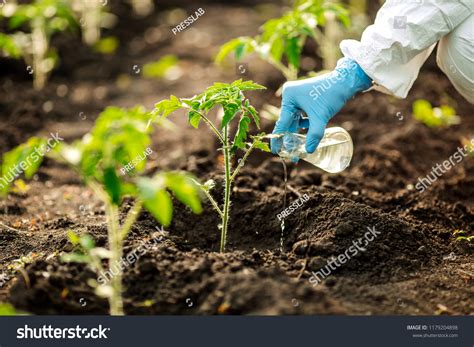 Scientist Microbiologist Adds Fertilizer Soil Concept Stock Photo 1179204898 | Shutterstock