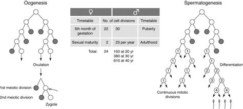 Sex Biases In The Mutation Rate Trends In Genetics