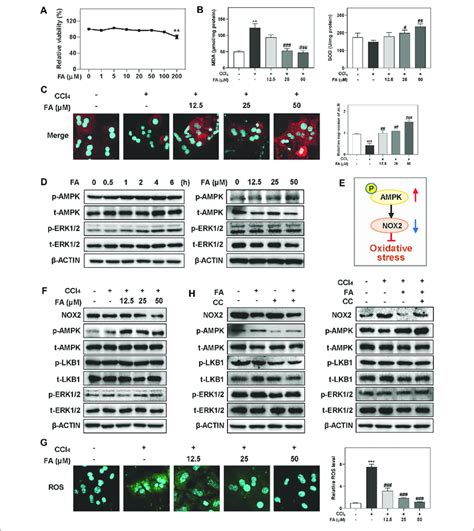 Fa Improves Ccl4 Induced Oxidative Stress And Hepatic Injury In Mphs