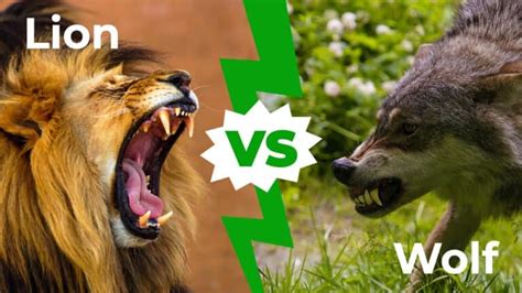 Lion vs Wolf: Who Would Win in a Fight? - IMP WORLD