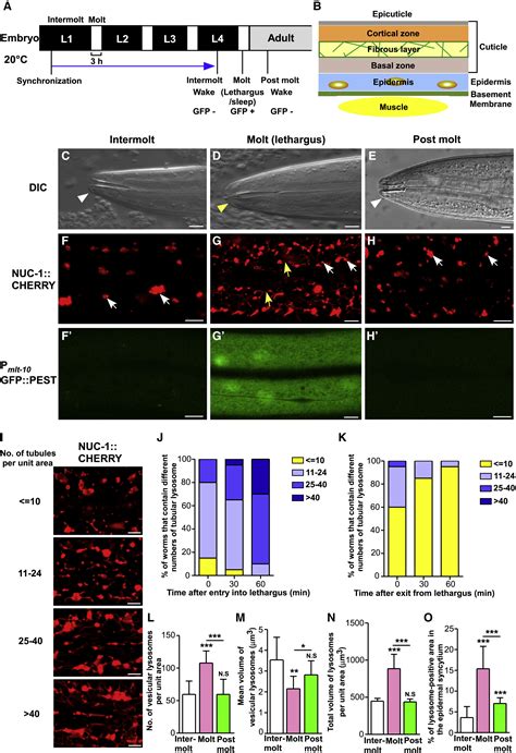 An Ecm To Nucleus Signaling Pathway Activates Lysosomes For C Elegans