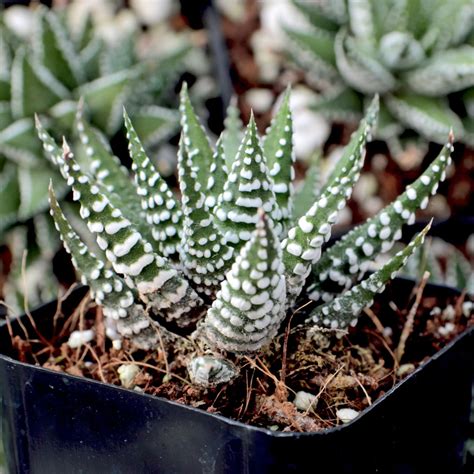 Haworthia Big Band Zebra Plant Mountain Crest Gardens