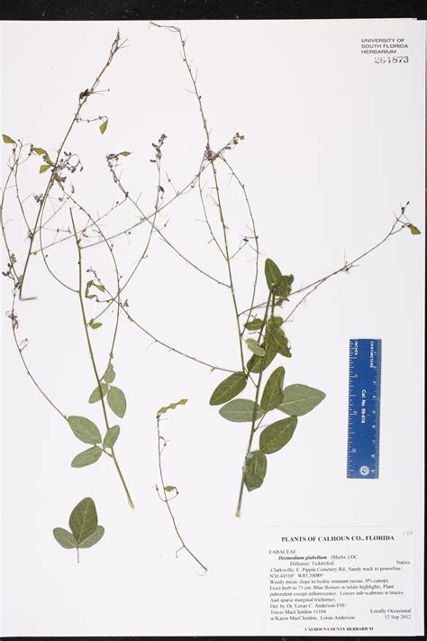 [Specimen details] / Plant Atlas