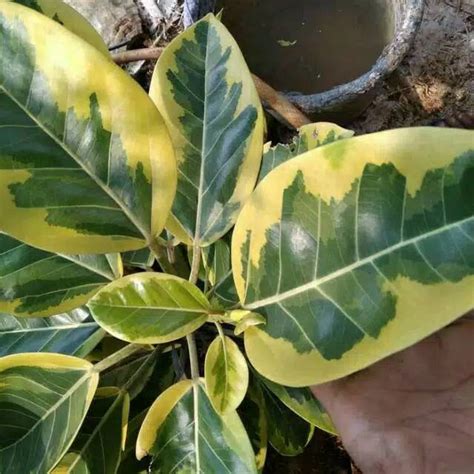 Jual Bibit Tanaman Hias Karet Kebo Golden Kerbau Varigata Ficus