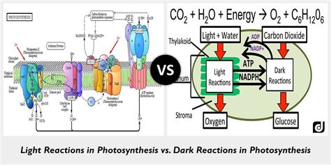 blue light  effective  photosynthesis needlewoksinc