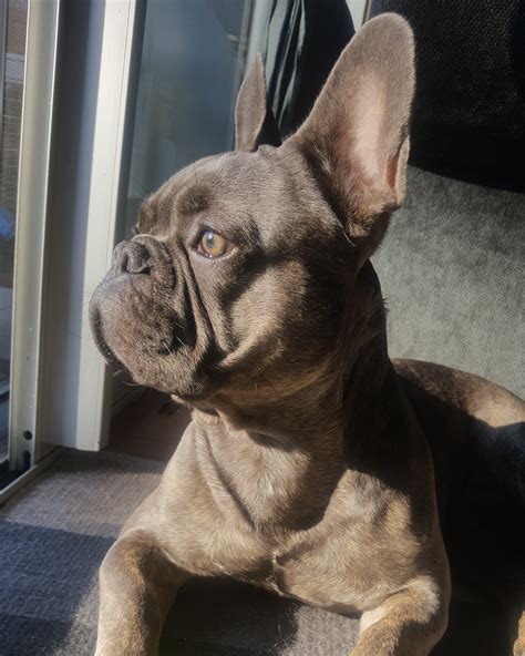 Pet Script | Get Animal Prescriptions Here | Your Vet Online