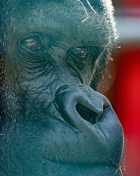 Howletts Wild Animal Park... - Howletts Wild Animal Park