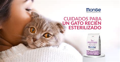 Consejos Para Cuidar A Un Gato Recién Esterilizado