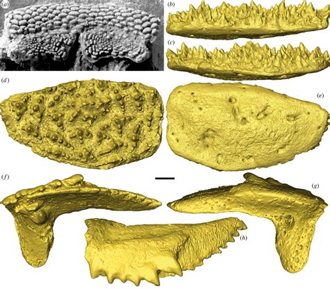 Four hundred million year old fish fossil has earliest example of teeth