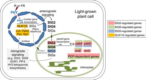 Frontiers Phytochrome Dependent Coordinate Control Of Distinct