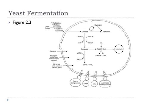 Coq10 Hergestellt Durch Hefefermentation