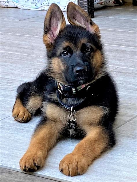 German Shepherd Puppies For Sale German Shepherd Breeder