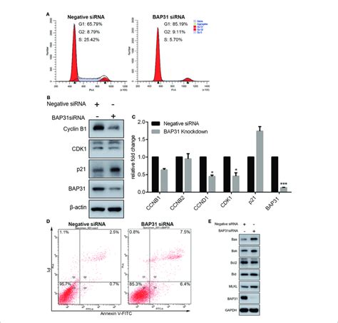 Cell Cycle Distribution And Apoptosis Induction Analysis In A Lung