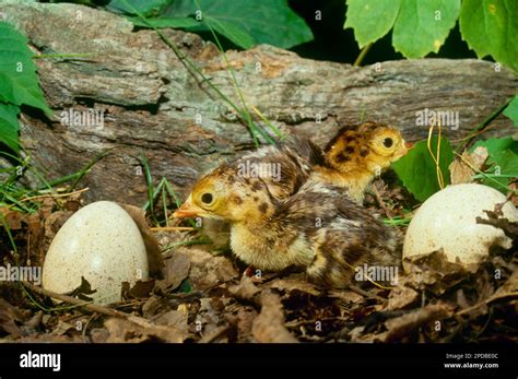 Baby turkeys in the forest hi-res stock photography and images - Alamy
