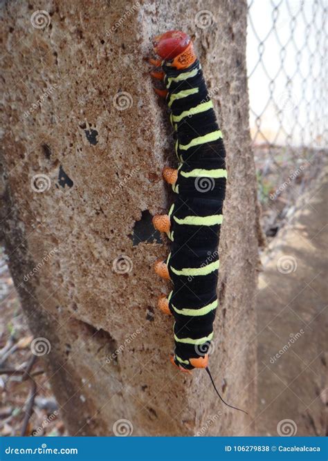 Tetrio Sphinx, Frangipani Hornworm Or Plumeria Caterpillar Stock