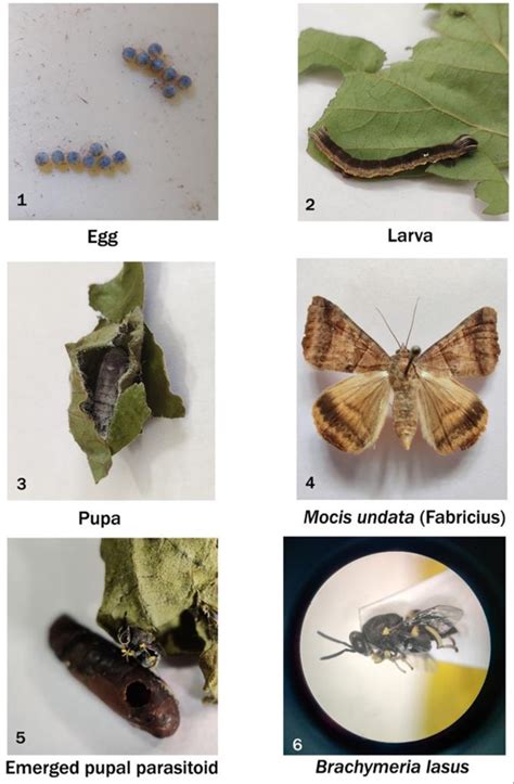 Parasitoid Brachymeria Iasus Walkar Emerging From The Pupa Of Mocis Download Scientific