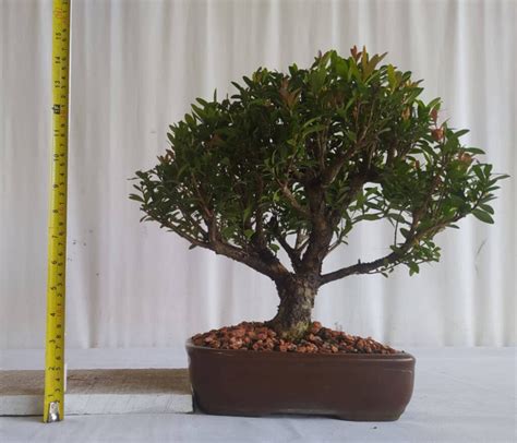 Bonsai Cereja An Anos Bonsai Arte Viva