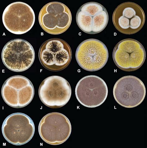 Colony Morphologies Of Type Strains Of Species Assigned To Aspergillus