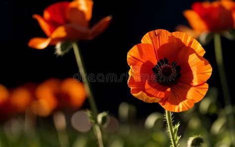 Stylized Red Poppy on Black Remembrance Day Symbol Stock Illustration ...