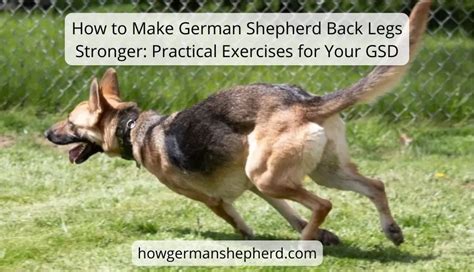 How To Make German Shepherd Back Legs Stronger Keep 10 Tips