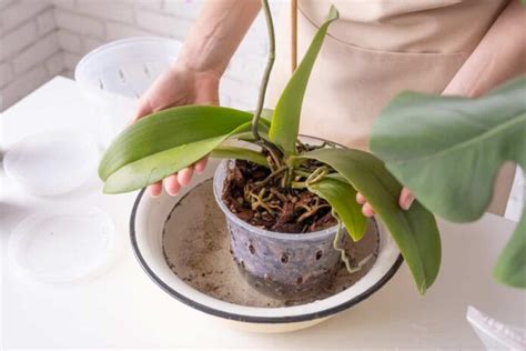 How To Propagate Orchids Easily At Home A Step By Step Guide