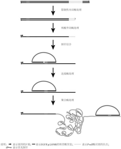 荧光原位检测人egfr基因21号外显子pl858r突变的方法及试剂盒与流程