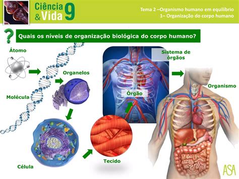 Organização do corpo humano pptx