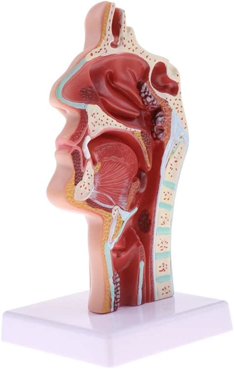 Homyl Longitudinal Section Of 1 1 Lifesize Human Nasal Oral