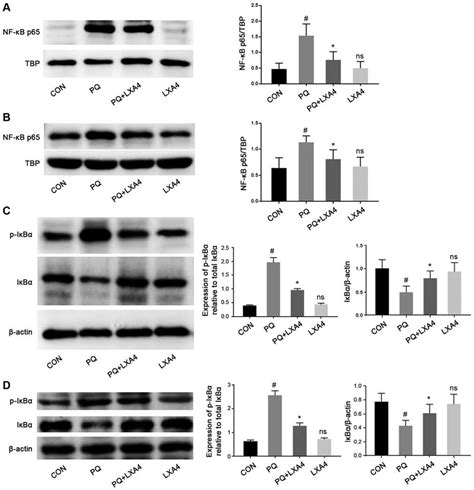 Lxa4 Suppresses The Activation Of The Nf κb Pathway Detection Of