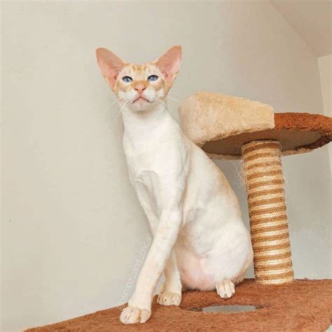 Flame Point Siamese Cat Info Facts Traits Pictures Faqs