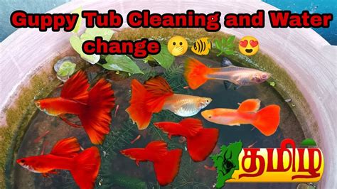 How To Do Water Change For Outdoor Guppy Tub And Pond Setups Fish