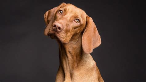 La Verdadera Raz N Por La Que Los Perros Giran La Cabeza Cuando Algo