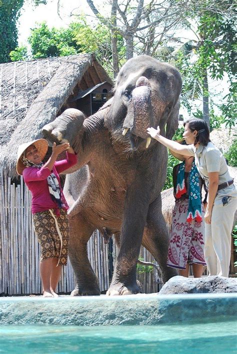 Elephant Back Safari - Kuta Bali Travel