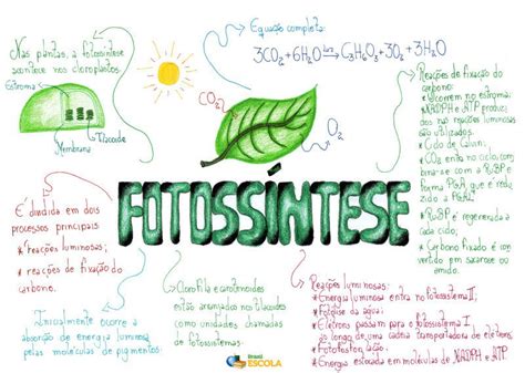 Mapa Mental Anatomia E Fisiologia Vegetal