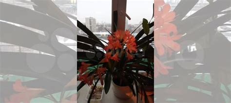 Кливия киноварная купить в Санкт-Петербурге | Товары для дома и дачи ...