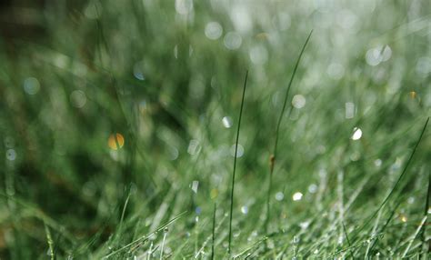 Close-Up Photo Of Grass · Free Stock Photo