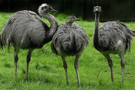 Flightless Birds That Evolved To Live Life On Land Wildlife Informer